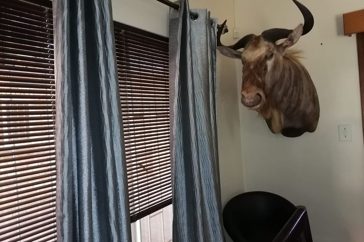 A corner view of a room featuring horizontal window blinds and a mounted animal trophy on the wall.