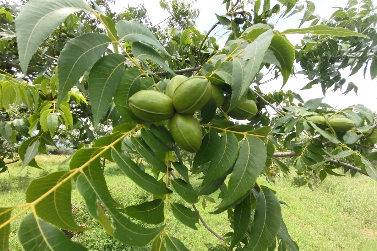 Pecans, Cattle or both - yours for the picking - Photo 2