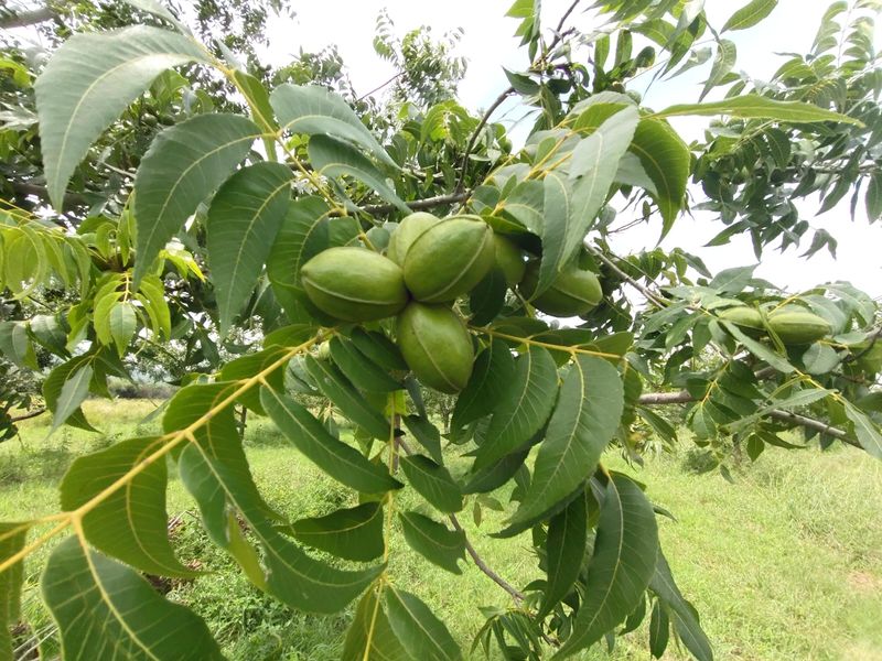 Pecans, Cattle or both - yours for the picking - Photo 2