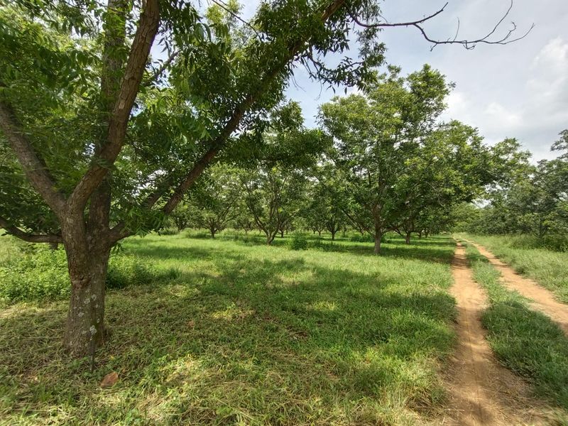 Pecans, Cattle or both - yours for the picking - Photo 6