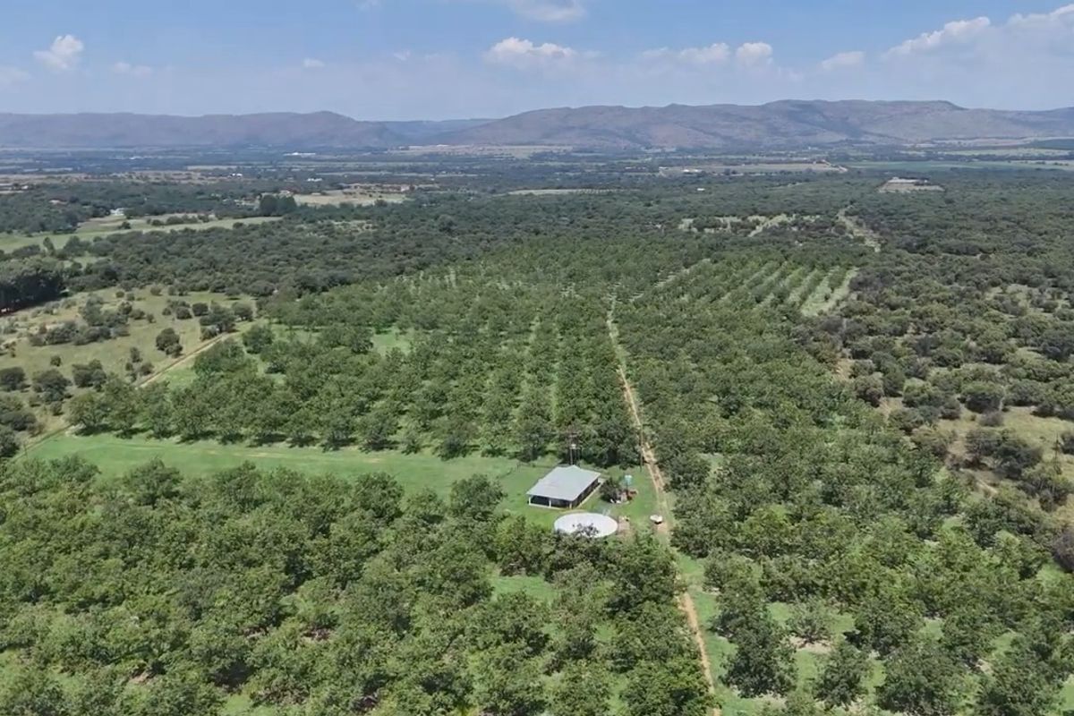 Pecans, Cattle or both - yours for the picking - Photo 4