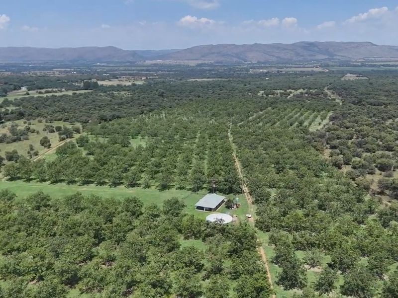 Pecans, Cattle or both - yours for the picking - Photo 4