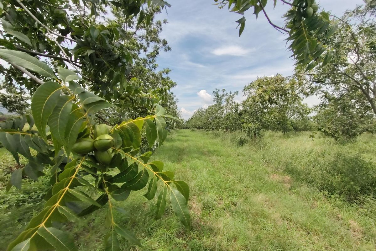 Pecans, Cattle or both - yours for the picking - Photo 5