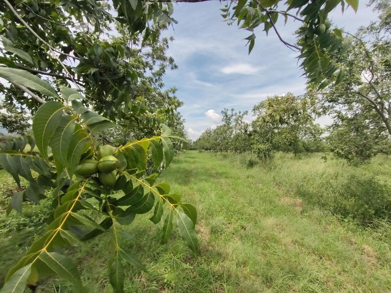 Pecans, Cattle or both - yours for the picking - Photo 5