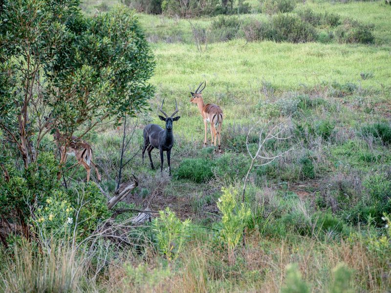 Uninterrupted views and wild life in Twin Valley - Photo 10