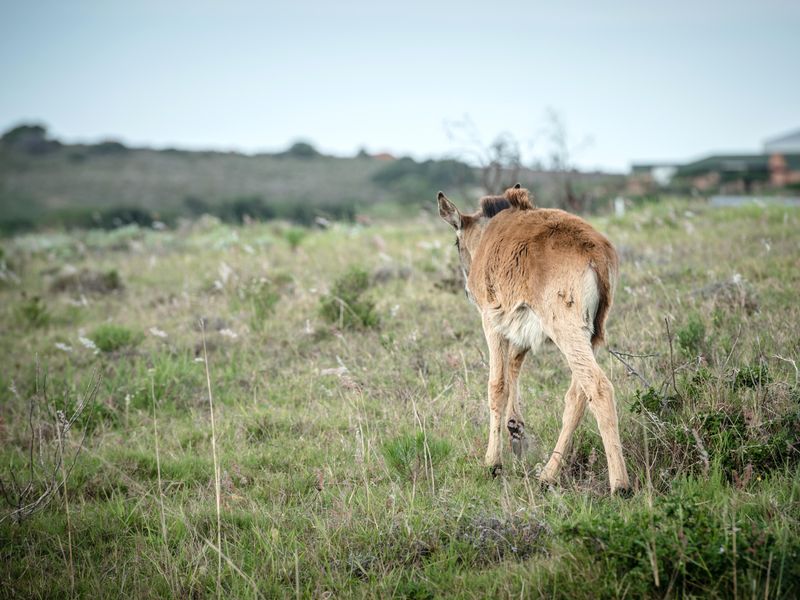 Uninterrupted views and wild life in Twin Valley - Photo 8