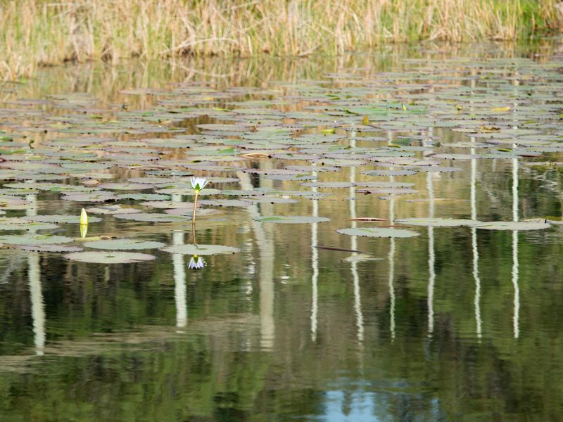 Uninterrupted views and wild life in Twin Valley - Photo 6