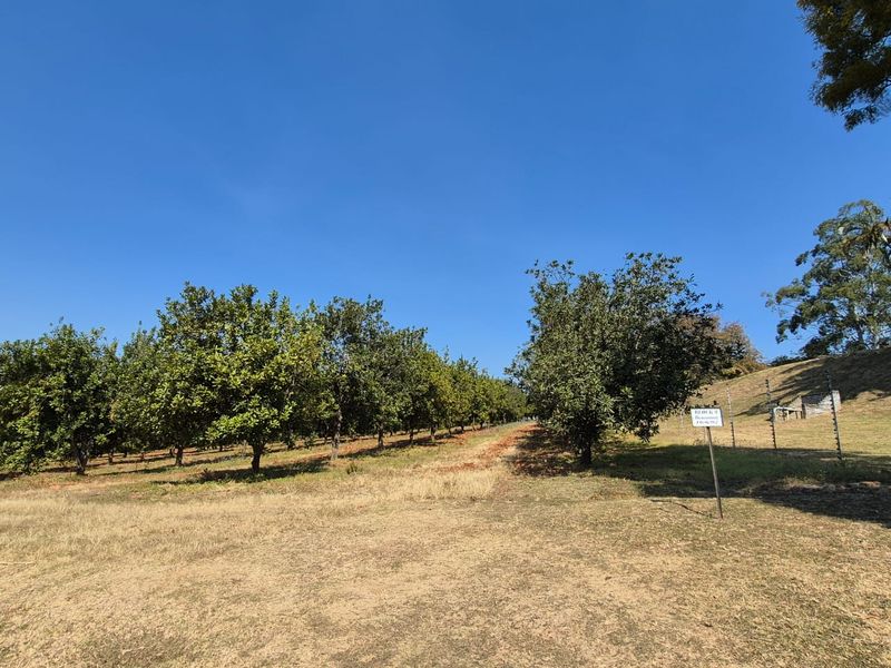 A view of an established orchard on the farm property, featuring rows of mature fruit trees and perimeter electric fencing.