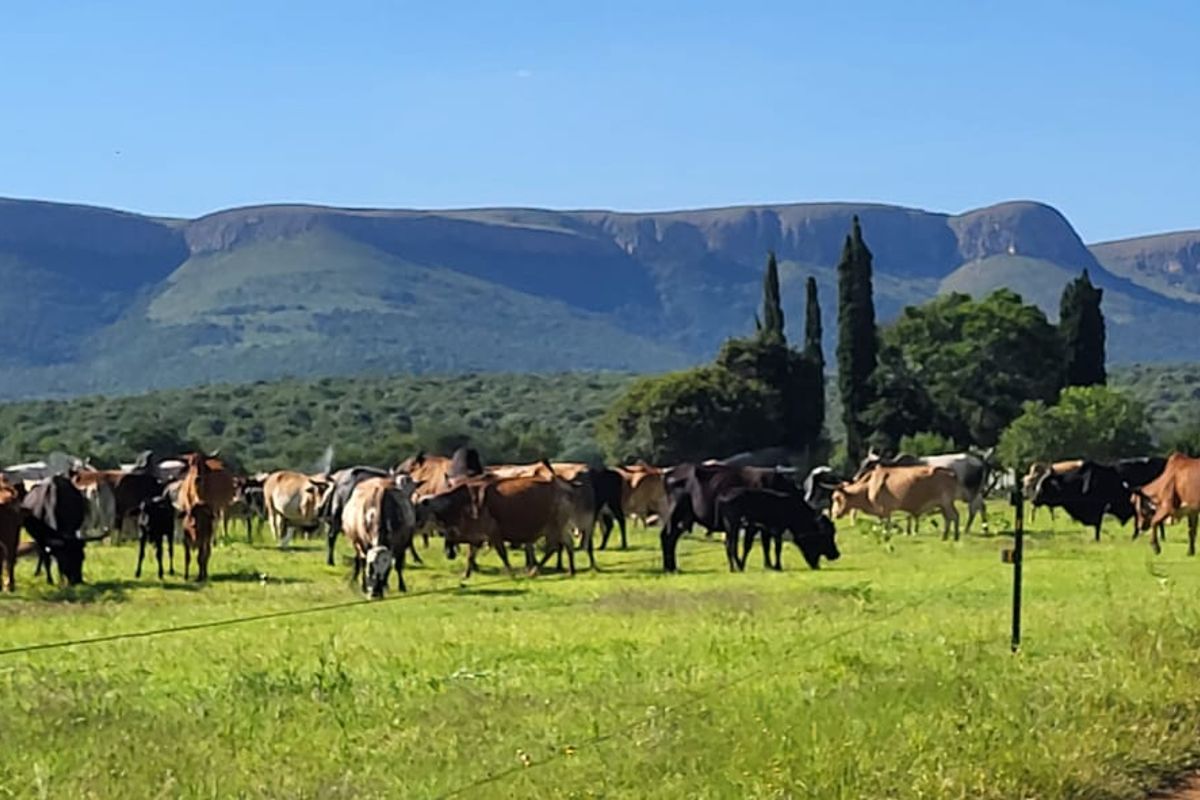 Versatile working farm at the foothills of the Magalies mountains - Photo 3