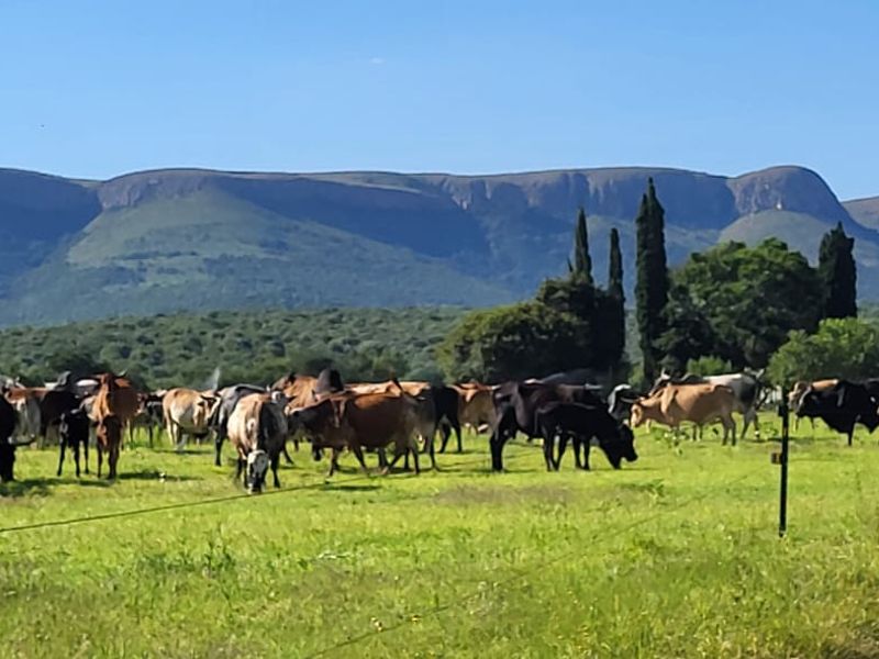Versatile working farm at the foothills of the Magalies mountains - Photo 3
