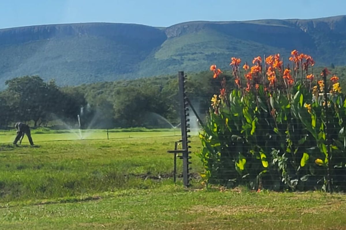 Versatile working farm at the foothills of the Magalies mountains - Photo 4