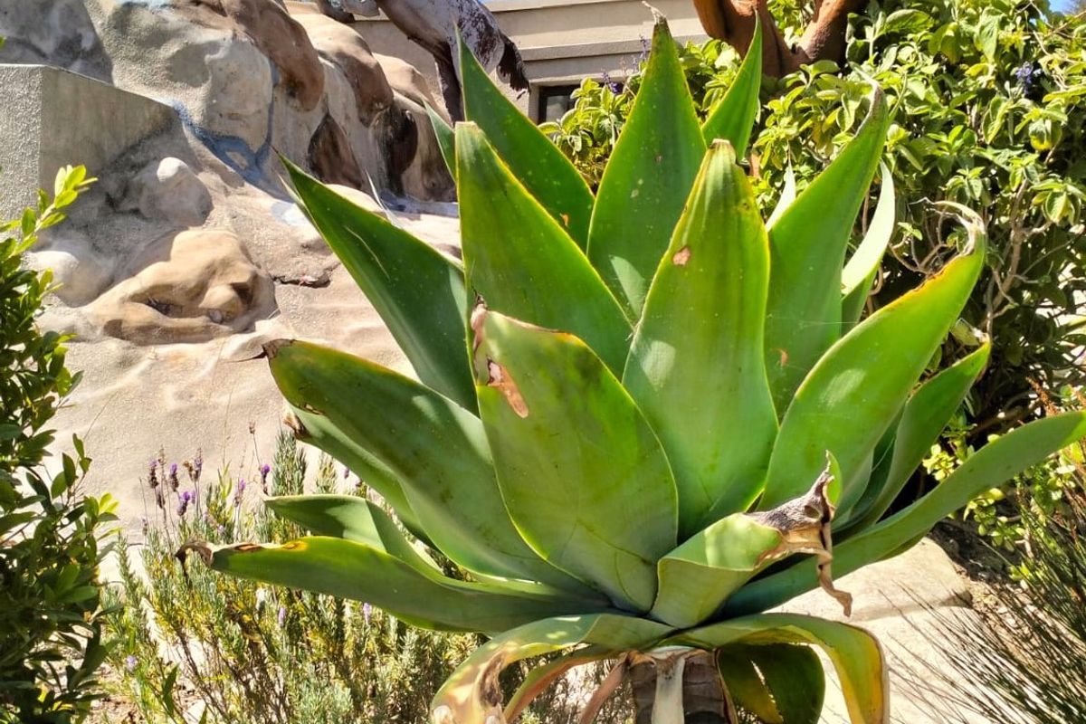 House For Sale in Baardkeerdersbos with Panoramic views - Photo 5