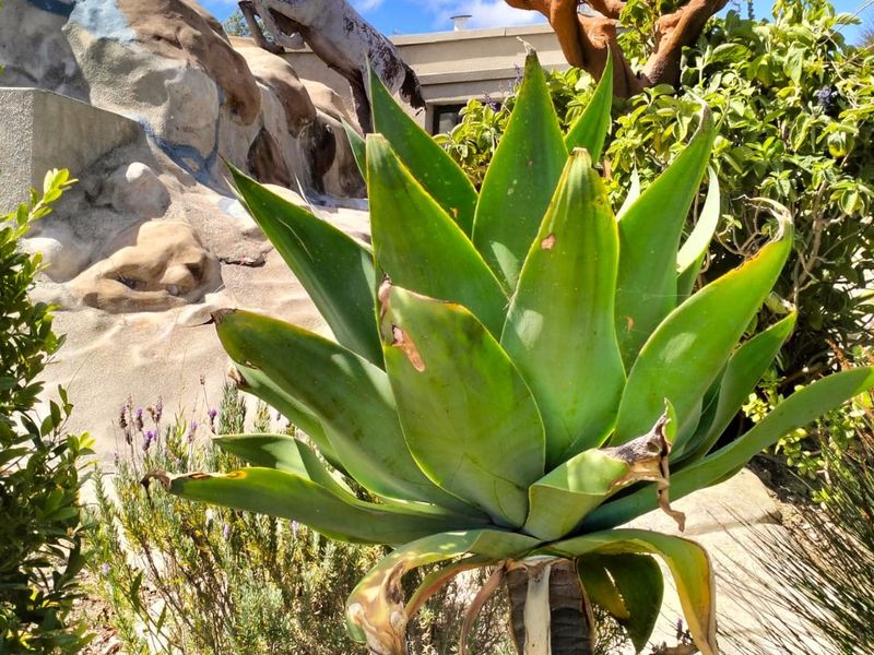 House For Sale in Baardkeerdersbos with Panoramic views - Photo 5