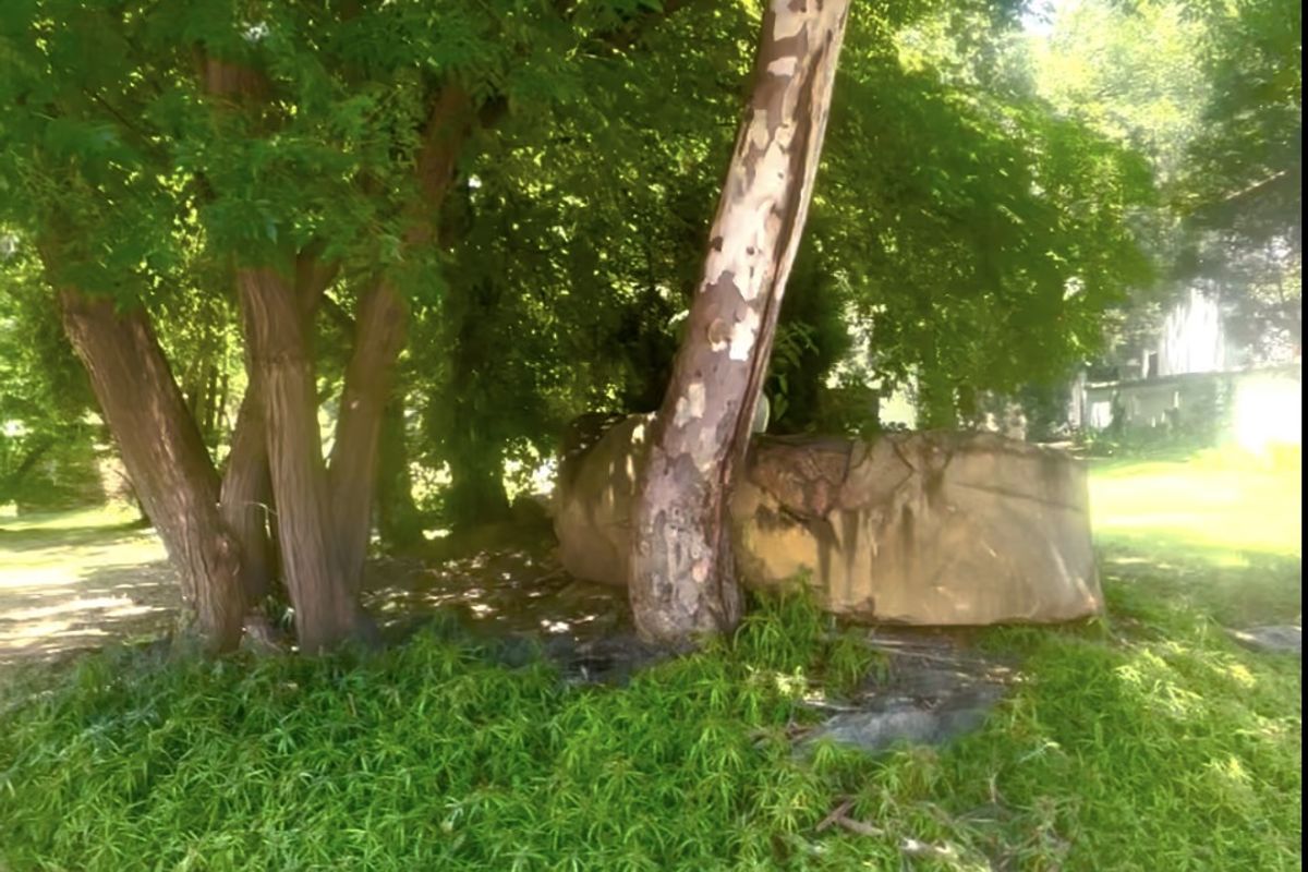 Gold is valuable and this land is GOLD IN MORNINGSIDE - Photo 4