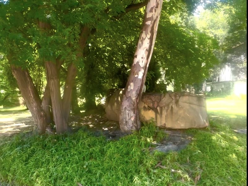 Gold is valuable and this land is GOLD IN MORNINGSIDE - Photo 4