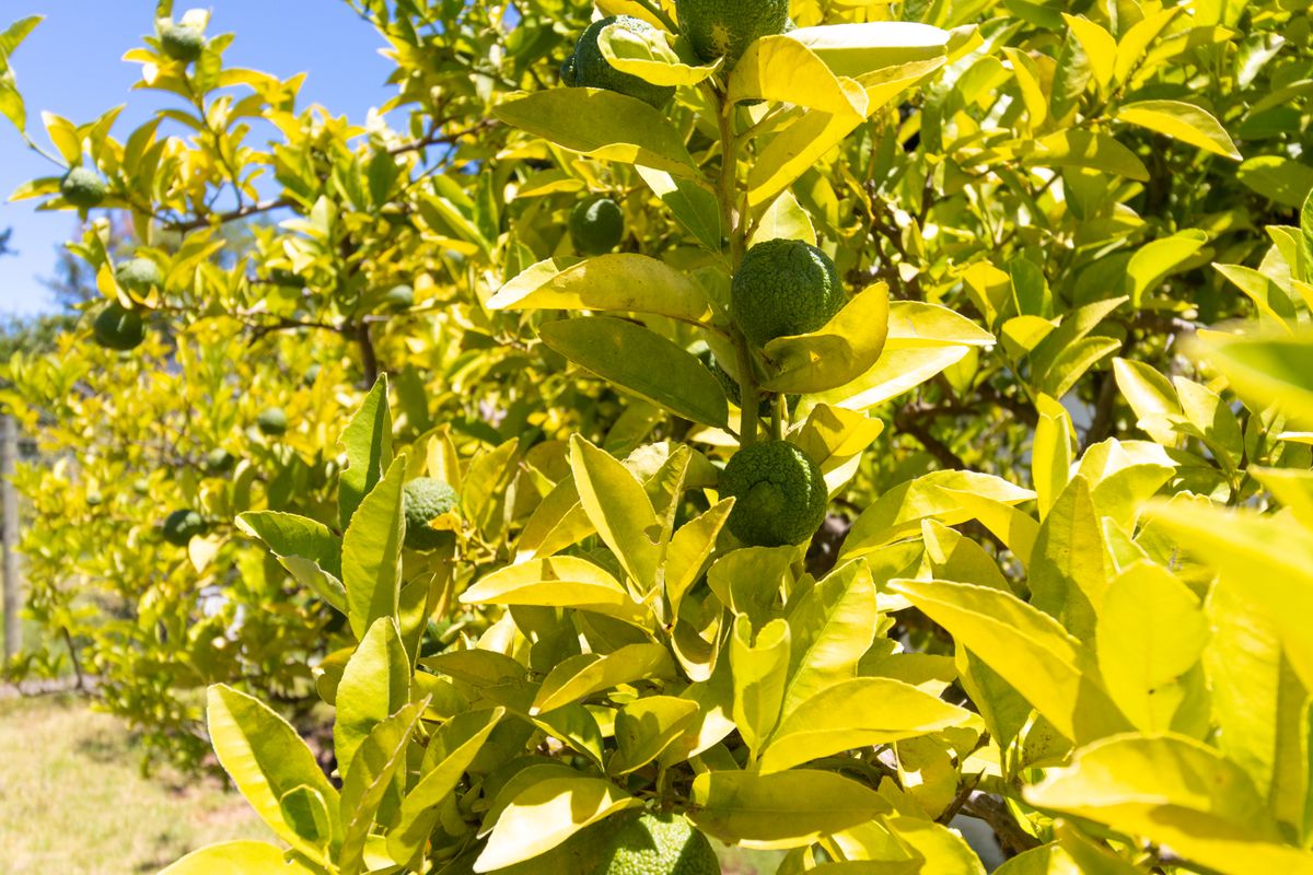 ±1500–1800 m2 Vacant Land for rent in Raithby - Photo 3