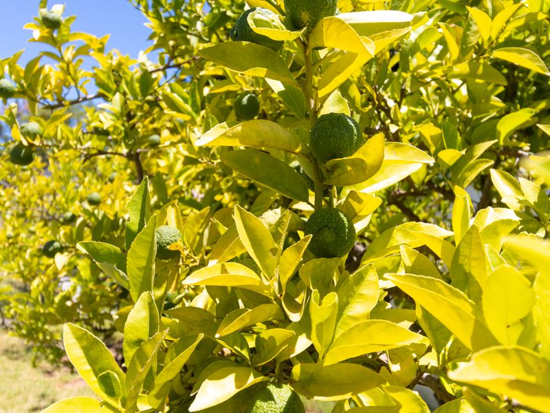 ±1500–1800 m2 Vacant Land for rent in Raithby - Photo 3