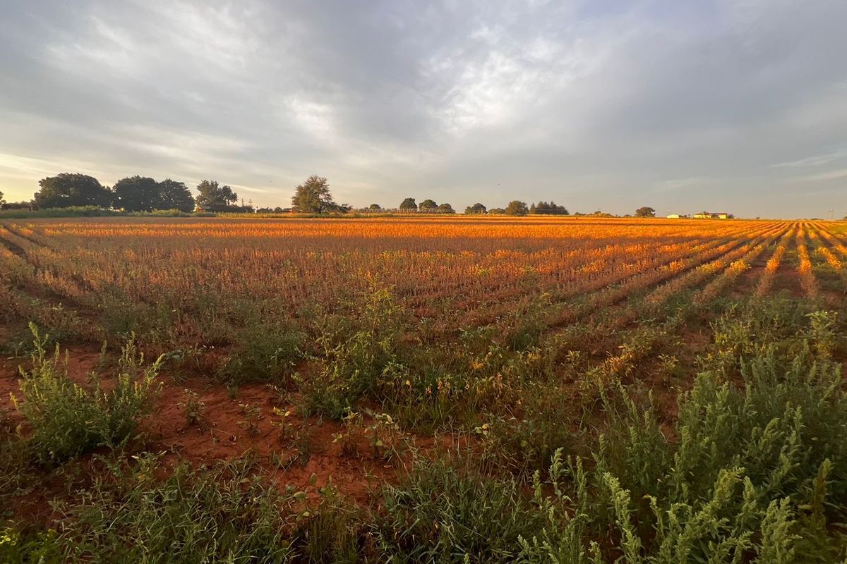 Agricultural land for sale - Photo 3