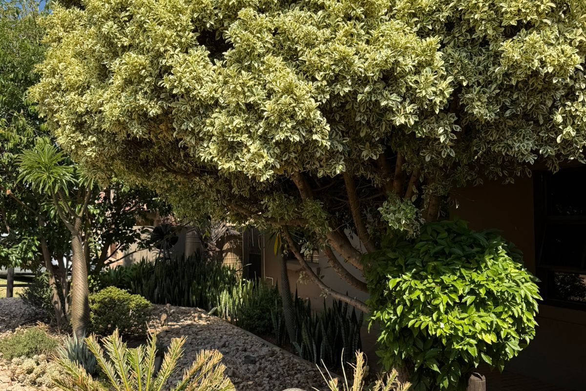 Charming 3-Bed Family Haven in Secure Melodie Estate for R2 mil - Photo 5