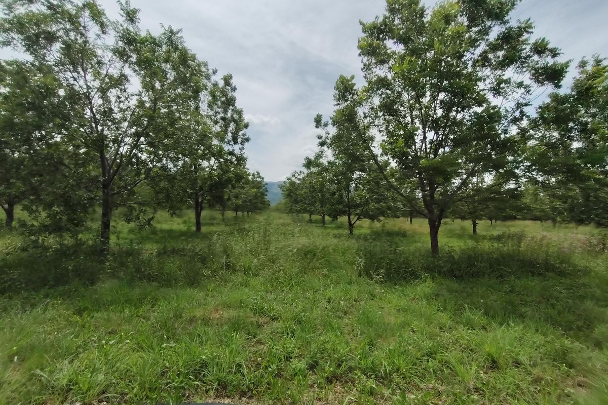 A view of a mature orchard with established trees and open grassy areas on the farm property.
