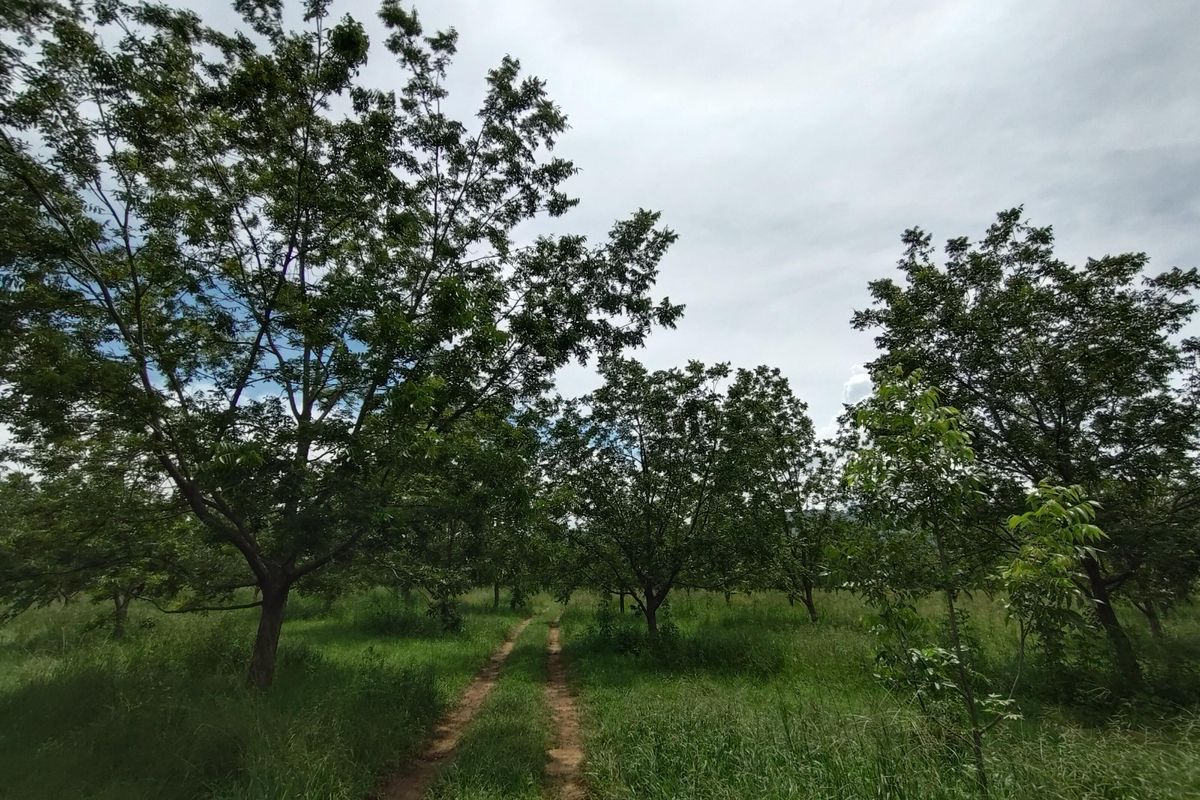 A view of a rural farm property featuring a dirt track winding through a grove of mature trees and grassy terrain.