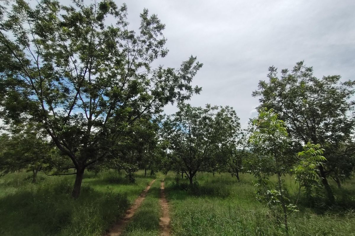 A view of a rural farm property featuring a dirt track winding through a grove of mature trees and grassy fields.