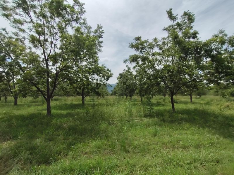 Farm For Sale In Krugersdorp - Photo 8