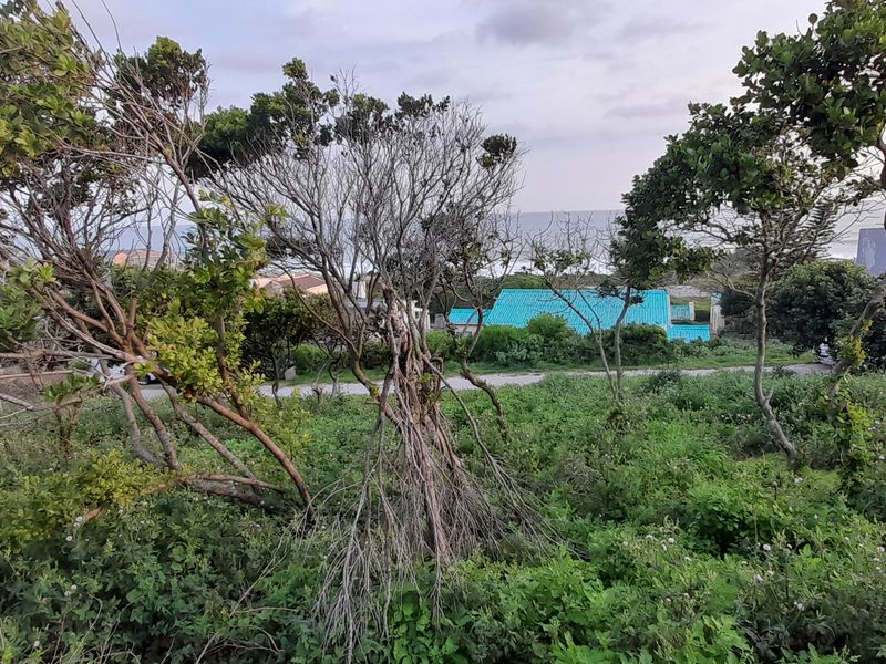 A view of the coastal landscape and surrounding vegetation from the vacant residential property.
