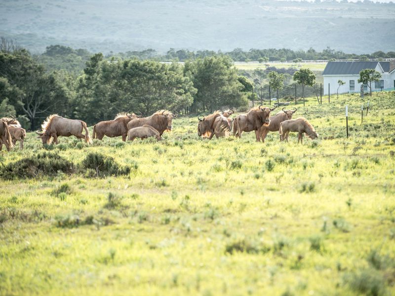 A scenic view of open grazing land with wildlife, showcasing the natural landscape and rural character of the vacant residential property.