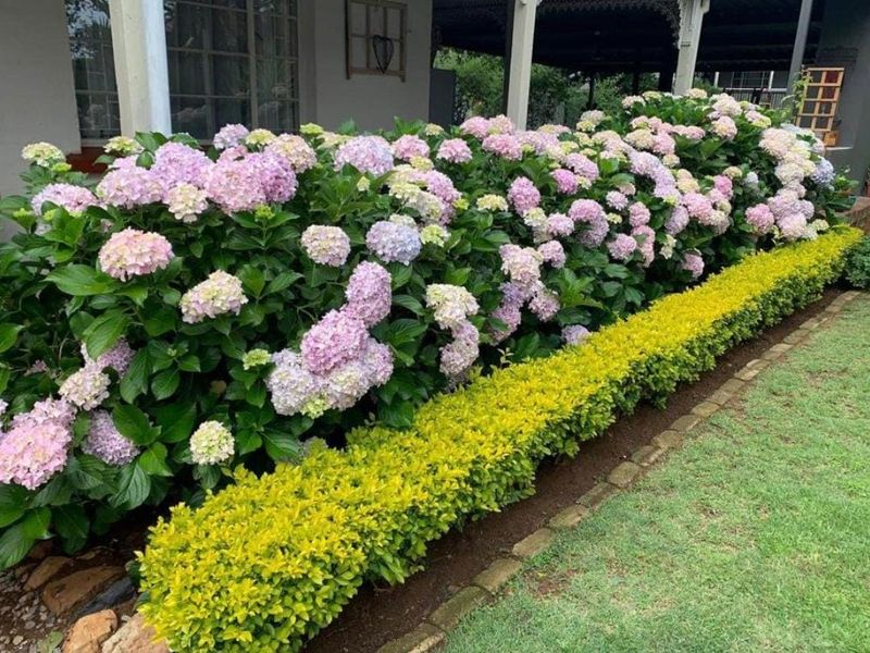 A well-maintained garden featuring vibrant hydrangea bushes and manicured hedges, bordering a paved walkway and a covered patio area.