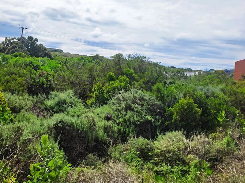 A view of a vacant residential plot covered in dense native vegetation and shrubs, with a utility pole visible in the background.