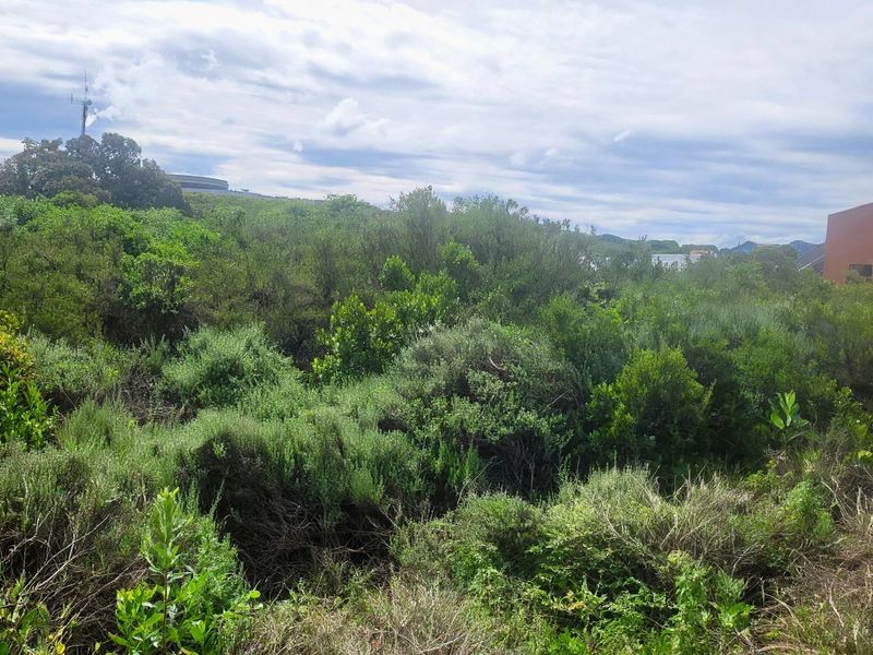 A view of a vacant residential plot covered in dense native vegetation and shrubbery.
