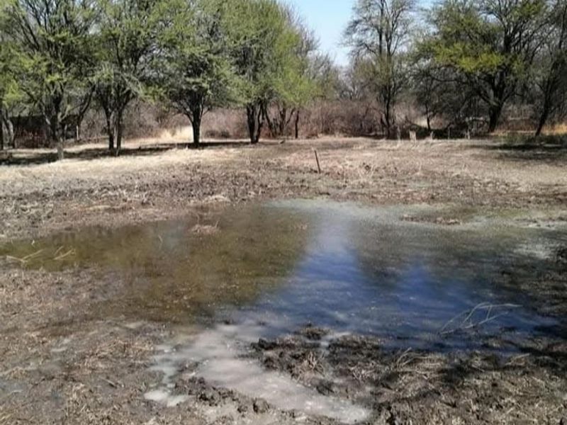 An outdoor area on the farm featuring natural vegetation and a waterlogged patch of ground.