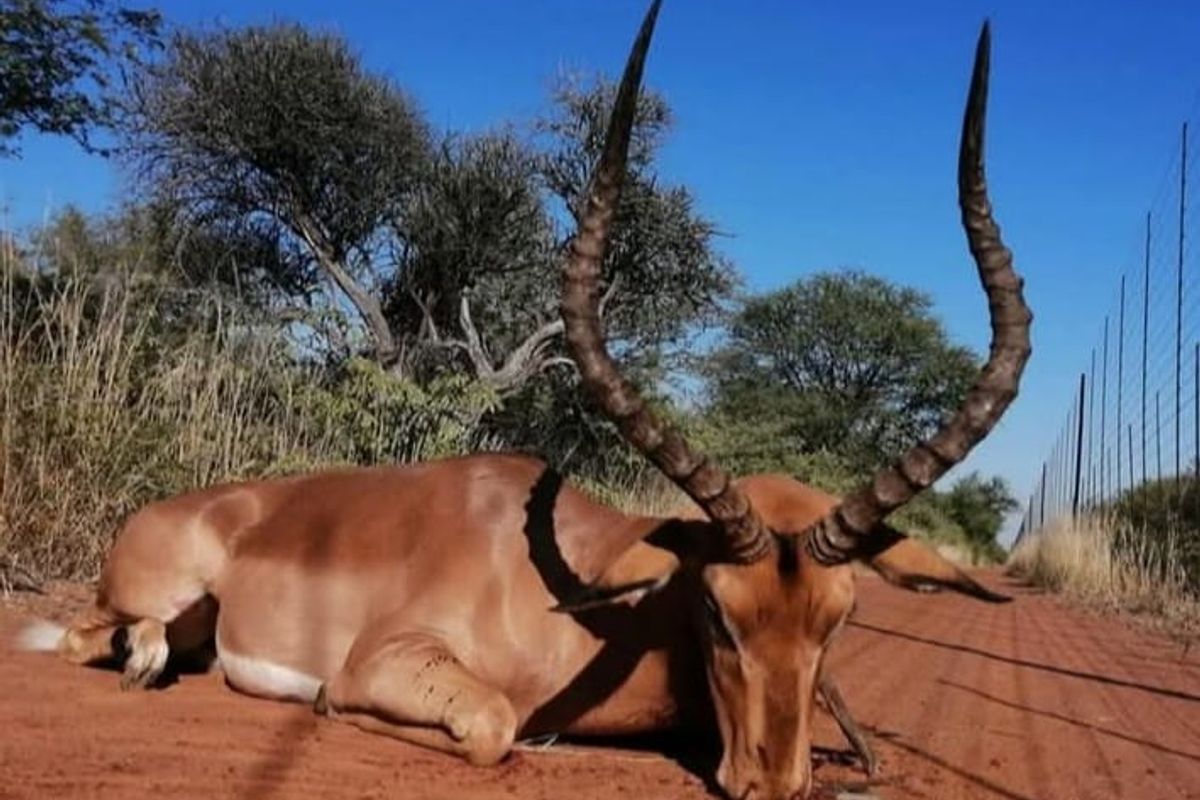 An image showing wildlife on a dirt track, which does not provide relevant information regarding the property's real estate assets or infrastructure.