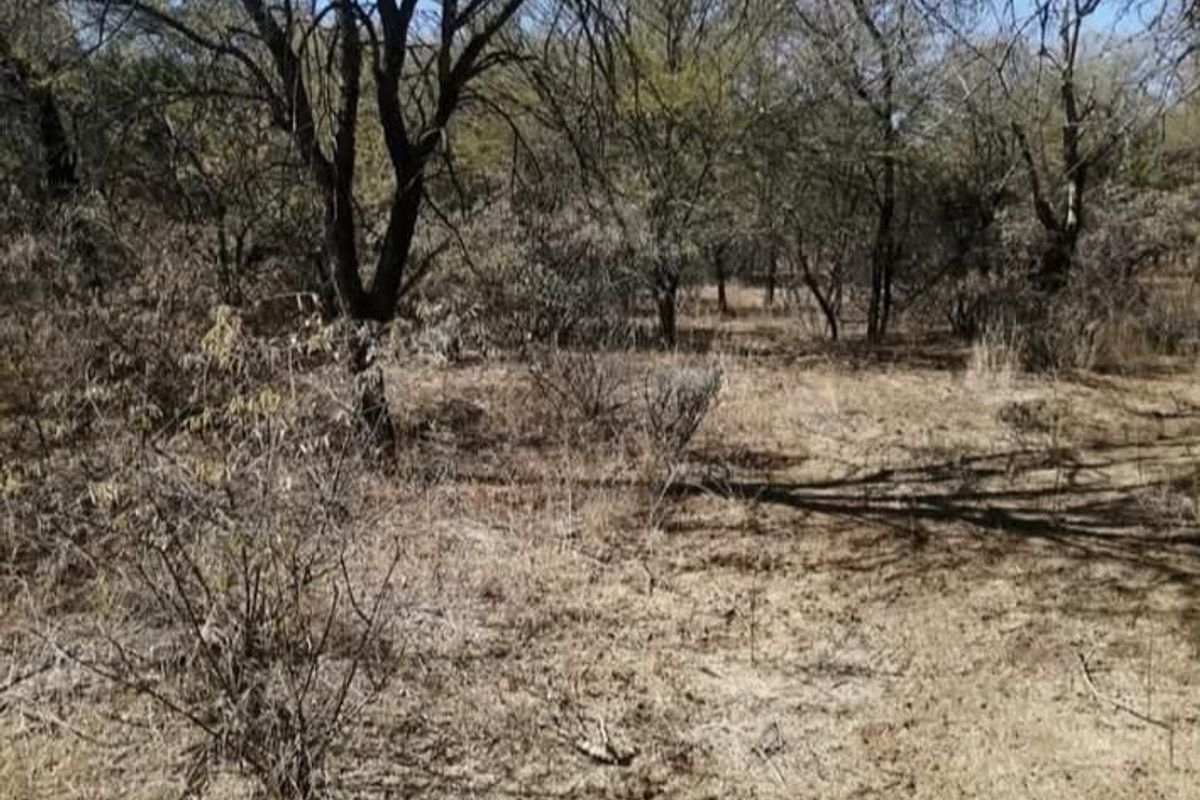 A view of the natural landscape on the farm property, featuring established native trees and dry ground cover.