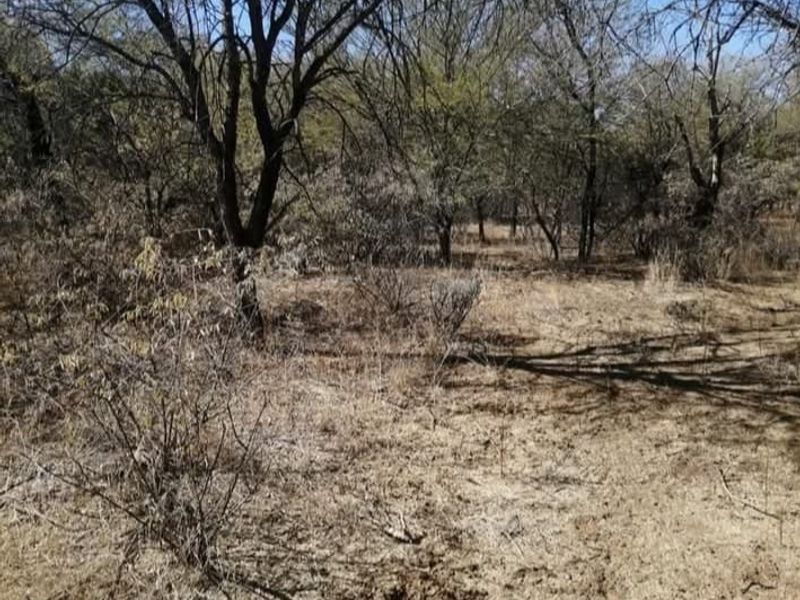A view of the natural landscape on the farm property, featuring established native trees and dry ground cover.