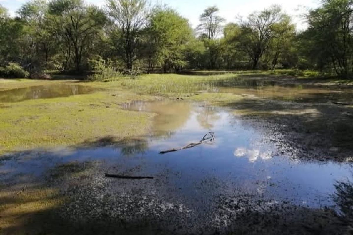 A scenic view of the natural landscape on the farm, featuring a seasonal water pond surrounded by indigenous trees and vegetation.