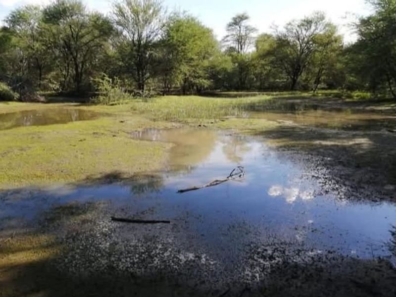 A scenic view of the natural landscape on the farm, featuring a seasonal water pond surrounded by indigenous trees and vegetation.