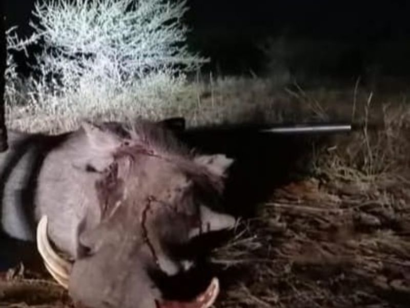 An image showing wildlife in a dark outdoor setting, which does not provide any information regarding the property's real estate assets.