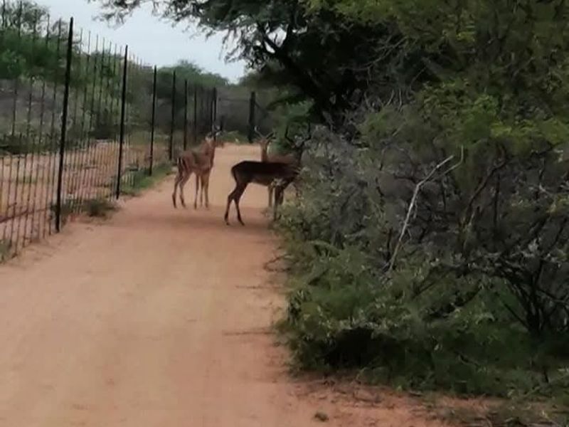 A dirt farm track bordered by wire mesh fencing and natural bushveld vegetation, featuring local wildlife in a rural setting.