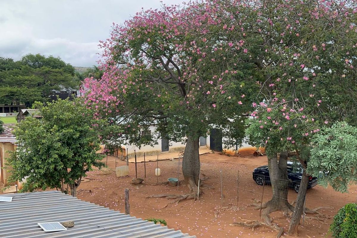 An elevated view of a small holding property featuring mature flowering trees, a large open yard area, and surrounding outbuildings.