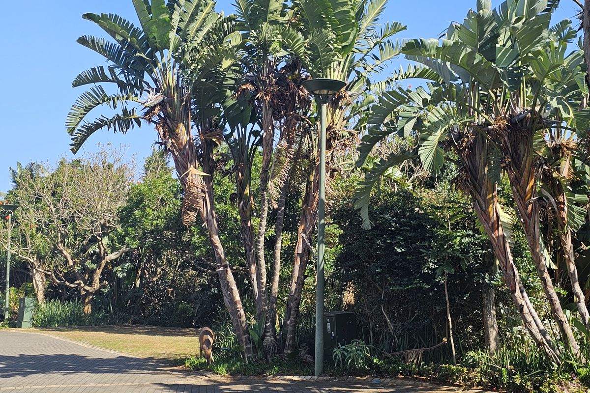 Townhouse for RENT in Zimbali Estate - Photo 2