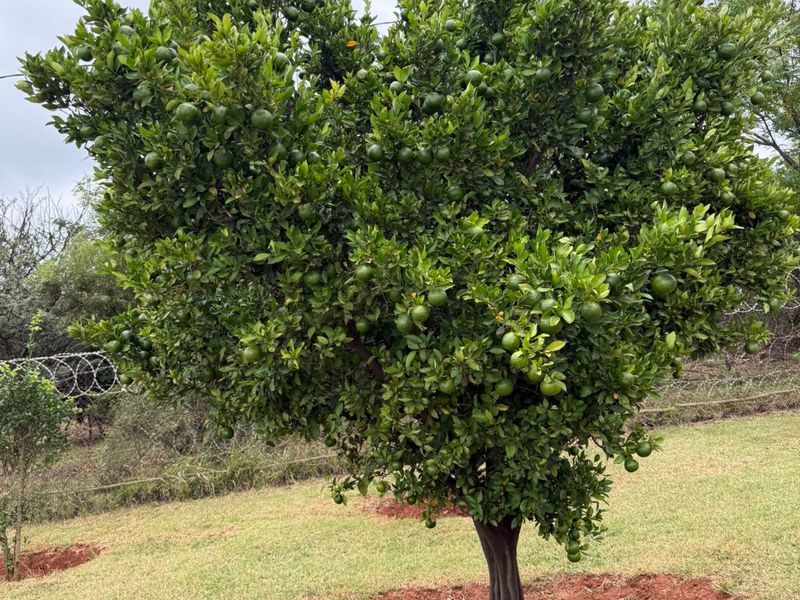 Escape to Your Private Mountain Paradise: 6.4Ha Hartbeespoort Farm with Income Goldmine! - Photo 9