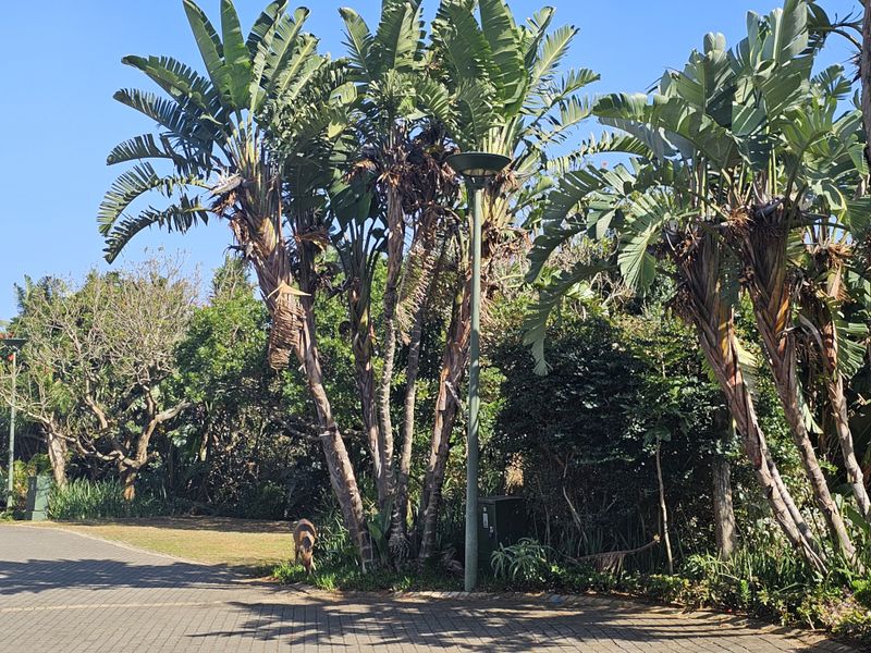 Modern 3 bedroom townhouse for RENT in Zimbali Estate. - Photo 2