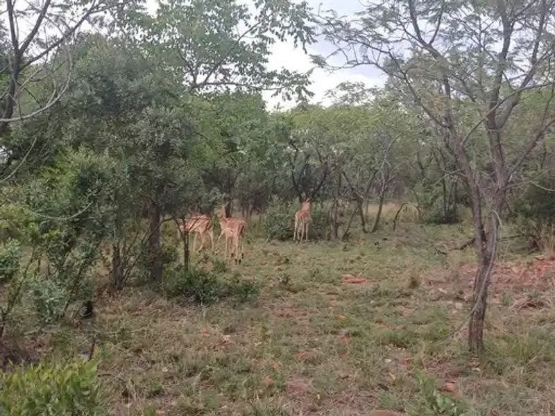 Small Holding For Sale In Buffelshoek - Mooinooi. - Photo 10