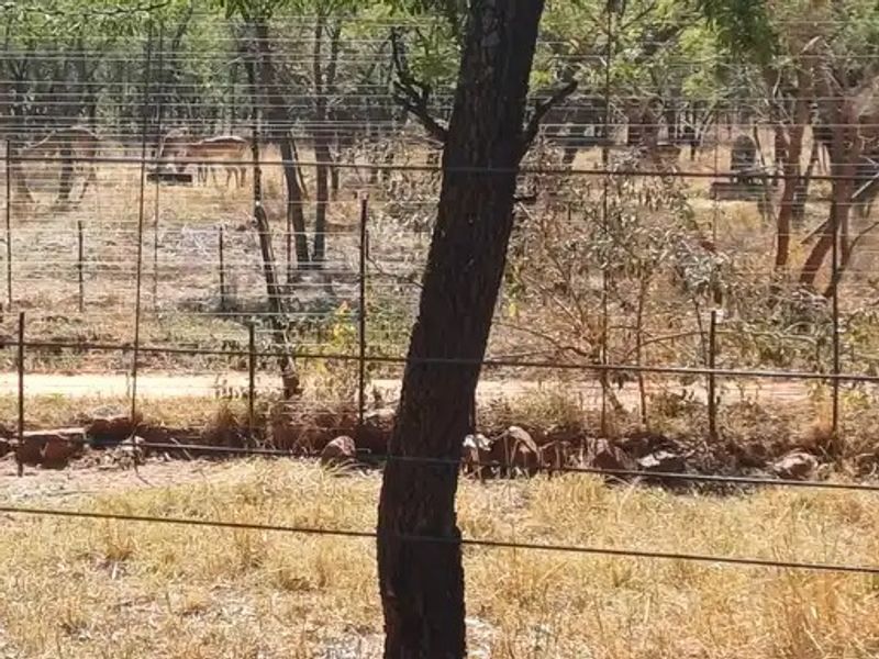 Small Holding For Sale In Buffelshoek - Mooinooi. - Photo 9