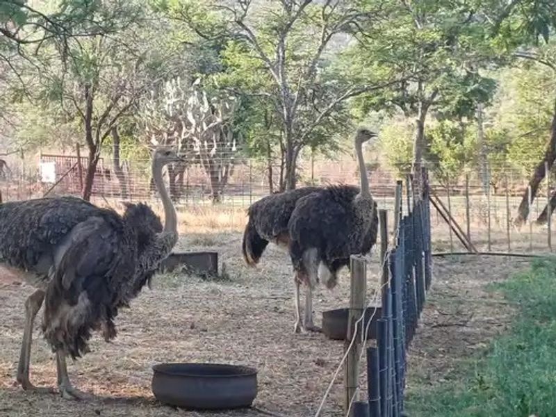 Small Holding For Sale In Buffelshoek - Mooinooi. - Photo 7