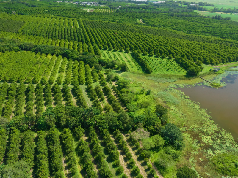 An aerial view of a large agricultural property featuring extensive orchards and a natural dam, showcasing the land's potential and rural landscape.