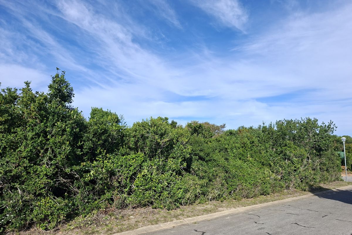 A view of a vacant residential plot featuring dense natural vegetation and bordering an asphalt road.