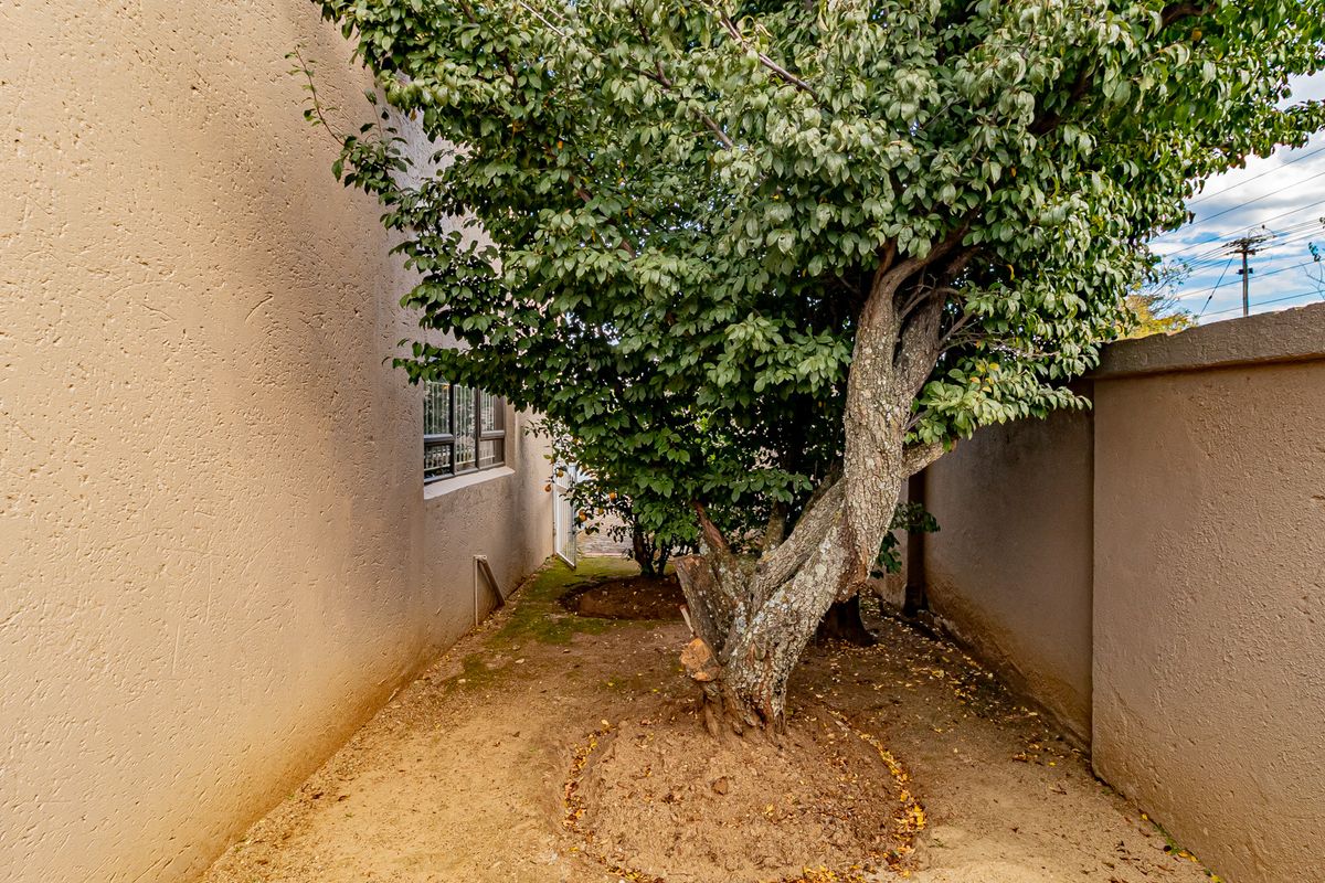 A narrow side or rear garden area featuring a mature tree, enclosed by high boundary walls with exposed soil ground cover.